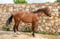Annuncio cavallo