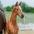 Horse ad