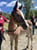Anuncio de caballos