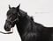 Horse ad