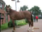Paardadvertentie
