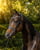 Annuncio cavallo