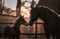 Annuncio cavallo