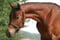 Annuncio cavallo