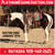 Horse ad