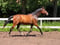 Annonce cheval