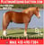 Horse ad