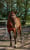 Horse ad