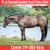 Horse ad