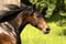 Annuncio cavallo