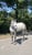 Horse ad
