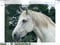 Horse ad