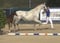 Annonce cheval