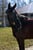 Horse ad