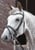 Horse ad