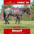 Horse ad