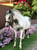 Horse ad