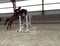 Annuncio cavallo