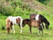 Anuncio de caballos