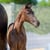 Annuncio cavallo