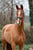 Annuncio cavallo