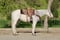 Horse ad