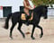 Annuncio cavallo
