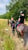 Annuncio cavallo