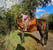 Anuncio de caballos