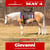 Annuncio cavallo