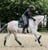 Annuncio cavallo