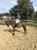 Annuncio cavallo
