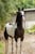 Annuncio cavallo