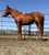 Horse ad