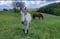 Horse ad