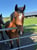 Horse ad