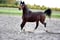 Annuncio cavallo