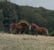 Annonce cheval