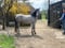 Horse ad