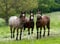 Horse ad