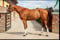 Horse ad