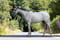 Annuncio cavallo