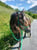 Horse ad