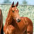Horse ad