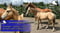 Horse ad