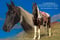 Horse ad