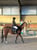 Annuncio cavallo