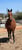 Horse ad