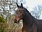Annuncio cavallo