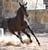 Horse ad